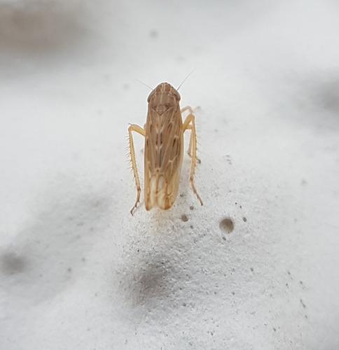 Psammotettix sp.